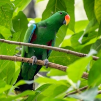 eklektus různobarvý - Eclectus roratus