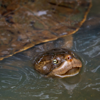 matamatovití - Chelidae