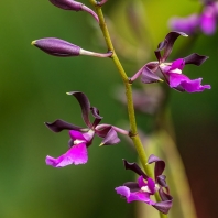 Encyclia cordigera