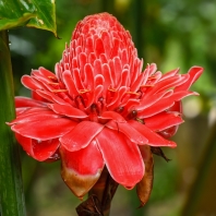 zázvorovité - Zingiberaceae
