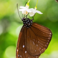 Euploea mulciber