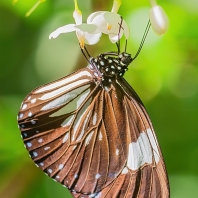 Euploea radamanthus