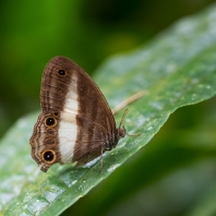 Euptychoides albofasciata