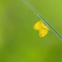 Eurema blanda