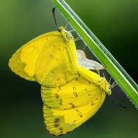 Eurema blanda