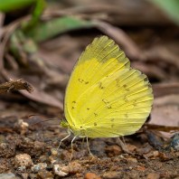 Eurema hecabe