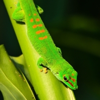 felsuma madagaskarská - Phelsuma...