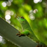 felsuma madagaskarská - Phelsuma...