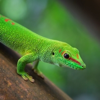 felsuma madagaskarská - Phelsuma...