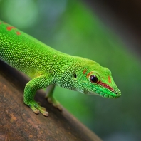 felsuma madagaskarská - Phelsuma madagascariensis