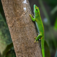 felsuma madagaskarská - Phelsuma...