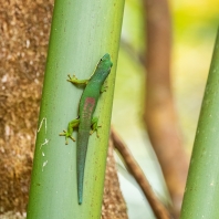felsuma pruhovaná - Phelsuma lineata