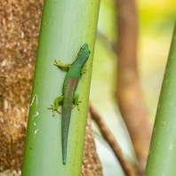 felsuma pruhovaná - Phelsuma lineata