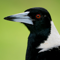 flétňák australský - Gymnorhina tibicen