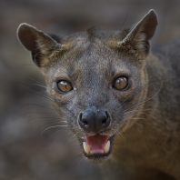 Fosa - Cryptoprocta ferox