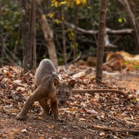 fosa - Cryptoprocta ferox