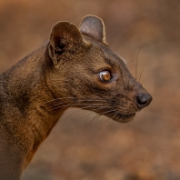 fosa - Cryptoprocta ferox