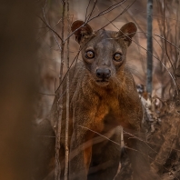 fosa - Cryptoprocta ferox