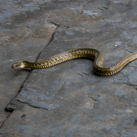 Fowlea flavipunctatus