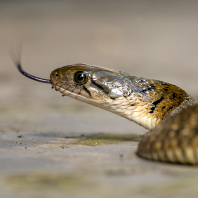 Fowlea flavipunctatus