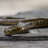 Fowlea flavipunctatus