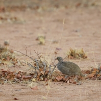 frankolín červenozobý - Pternistis adspersus