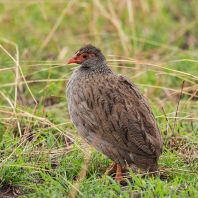 frankolín rudohrdlý - Pternistis afer