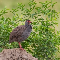 frankolín rudohrdlý - Pternistis afer