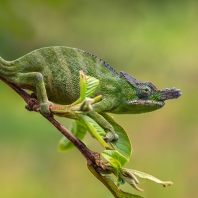 Furcifer minor 