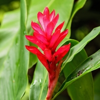 galgán nachový - Alpinia purpurata