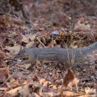 galidie tenkopruhá - Mungotictis decemlineata