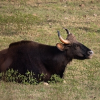 gaur - Bos gaurus