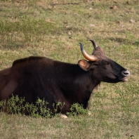 gaur - Bos gaurus