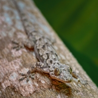 gekon domácí - Hemidactylus mabouia
