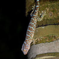 gekon obrovský - Gekko gecko