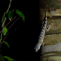 gekon obrovský - Gekko gecko