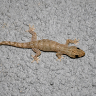 gekon východní - Hemidactylus frenatus