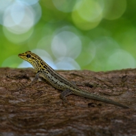 gekon žlutavý - Lygodactylus...