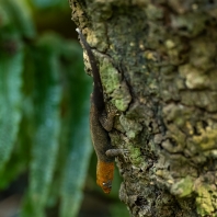 gekon žlutohlavý - Gonatodes albogularis