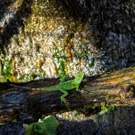 Gonocephalus grandis