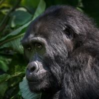 gorila horská - Gorilla beringei