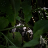 gorila horská - Gorilla beringei