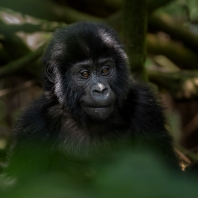 gorila horská - Gorilla beringei