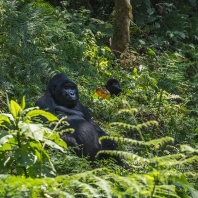 gorila horská - Gorilla beringei