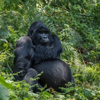 gorila horská - Gorilla beringei