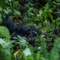 gorila horská - Gorilla beringei
