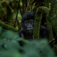 gorila horská - Gorilla beringei