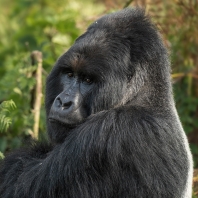 gorila horská - Gorilla beringei