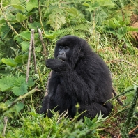 gorila horská - Gorilla beringei