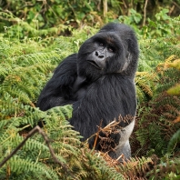 gorila horská - Gorilla beringei